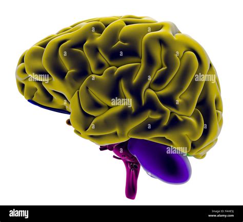 Epithalamus Diagram