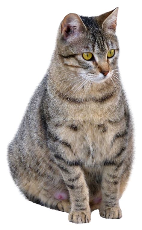 Cat Png Image Purepng Free Transparent Cc0 Png Image Library