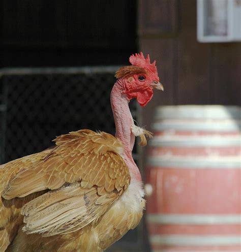 Naked Neck Chicken Photograph By Cathy Lindsey Pixels