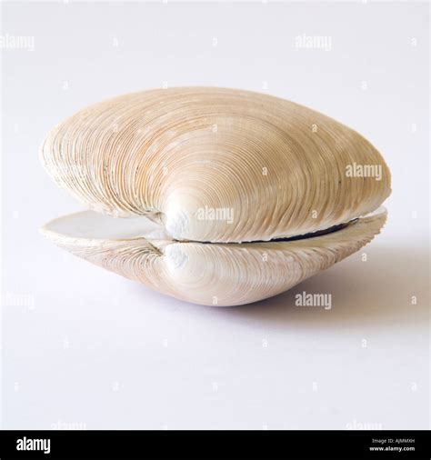 Open Clam Hi Res Stock Photography And Images Alamy