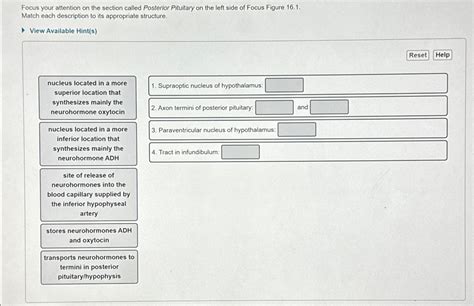 Solved Focus Your Attention On The Section Called Posterior Chegg