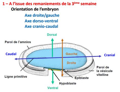 Axe Droite Gauche Et Axe Dorso Ventral UE2 Embryologie Tutorat