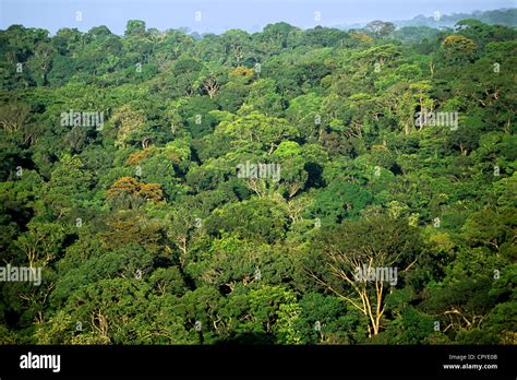 Equatorial Forest