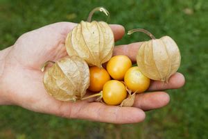 Klefhof Physalis Wachs Mal Kiste Bio Pflanzen F R Kleine Und Gro E