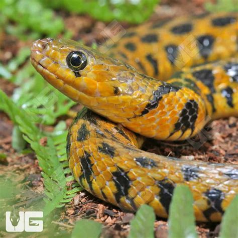 Checkered Keelback Water Snake For Sale Underground Reptiles