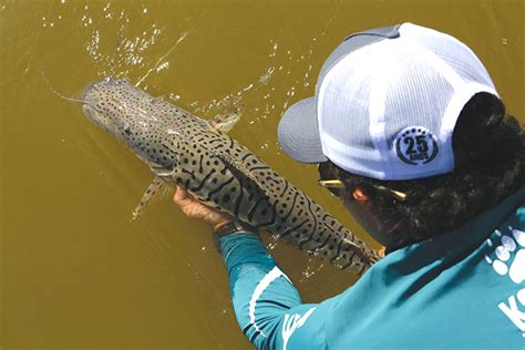 Pesque Solte No Pantanal Saiba Como Praticar Uma Pesca Esportiva