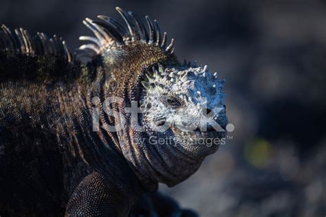 Galapagos Marine Iguana Stock Photo | Royalty-Free | FreeImages