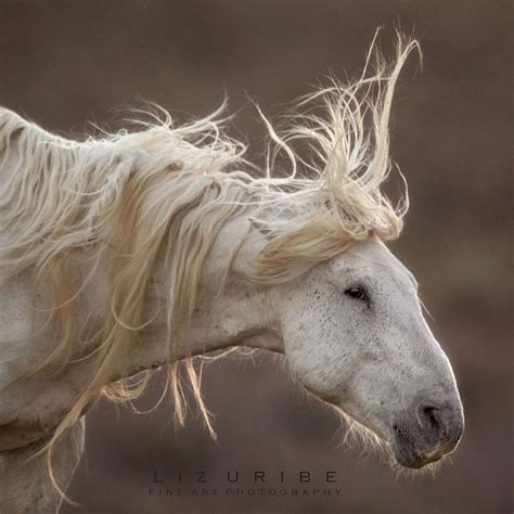 850 Likes, 13 Comments - WildHorsePhotographyCollective ...