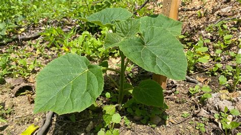 Mini plantație de Paulownia paulownia tomentosa YouTube