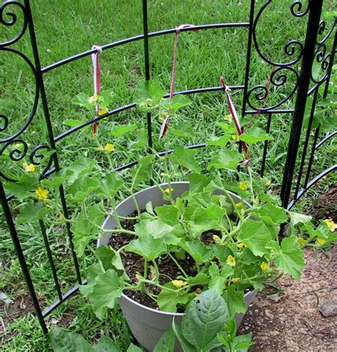 ForestJane Designs: Cantaloupe on a Trellis