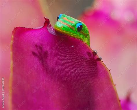 Gold Dust Day Gecko Stock Photo | Adobe Stock