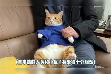 当我把猫带回老家后，它就不再属于我了老家