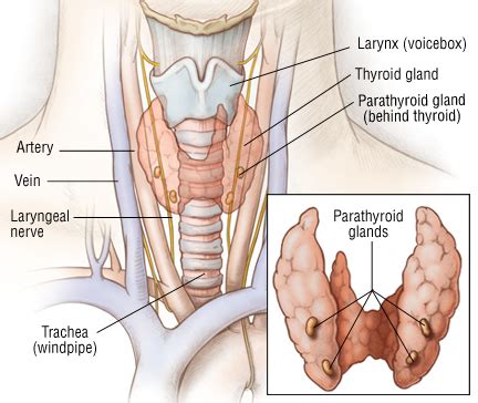 10,000 Strong Against Thyroid Cancer: Understanding Thyroid Gland Surgery Options