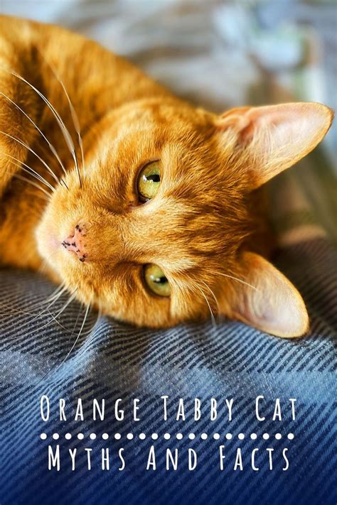 Orange Tabby Cat Fascinating Facts About Orange Cats Orange Tabby