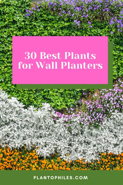 30 Best Plants For Wall Planters Top List [2023]