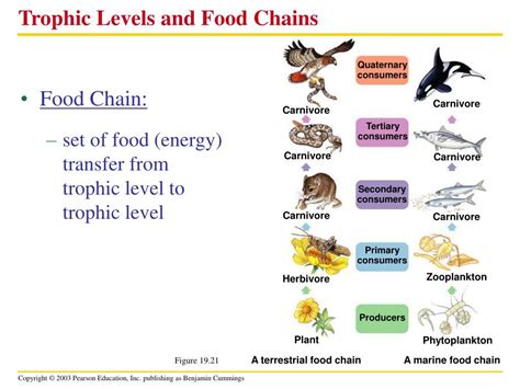 Marine Food Web Trophic Levels