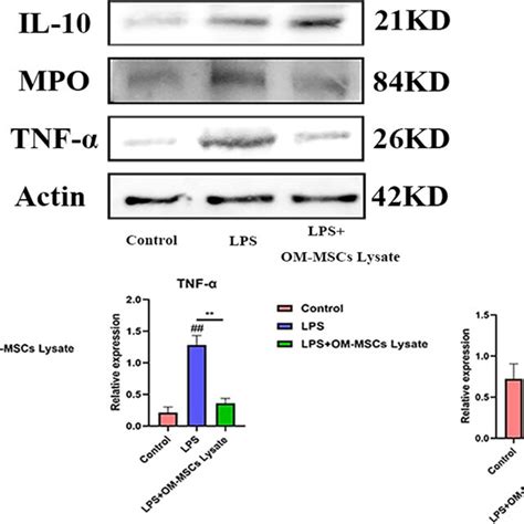 Om Mscs Lysate Relieve Lps Induced Liver Inflammatory Injuries