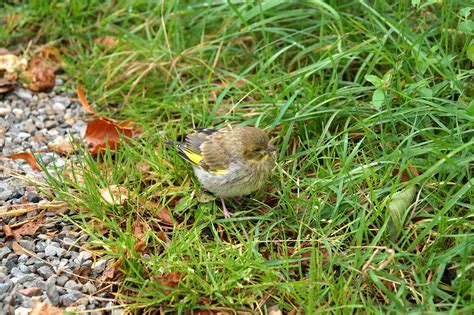 Greenfinch Bird Finch Carduelis Free Photo On Pixabay