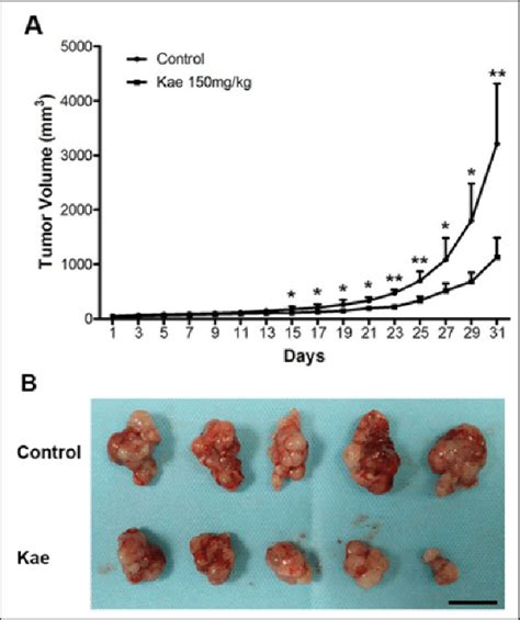 Kaempferol Inhibits Bladder Tumor Growth In Nude Mice Bearing T