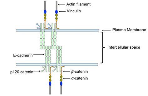 Fascia Adherens (Final Exam Study Guide) Diagram | Quizlet