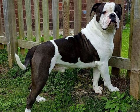 Alapaha Blue Blood Bulldog Origini Prezzo Caratteristiche E