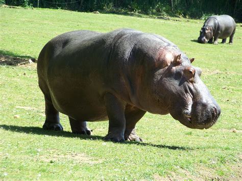 Hippopotame - Animals Gestation period