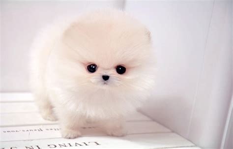 Cute fluffy puppies! | Blazing Ardor