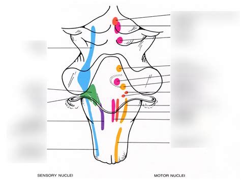 Brainstem Nuclei Diagram Quizlet