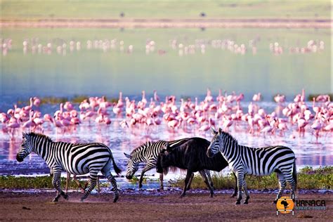 La Grande Migrazione Nel Serengeti E Safari Nel Cratere Ngorongoro