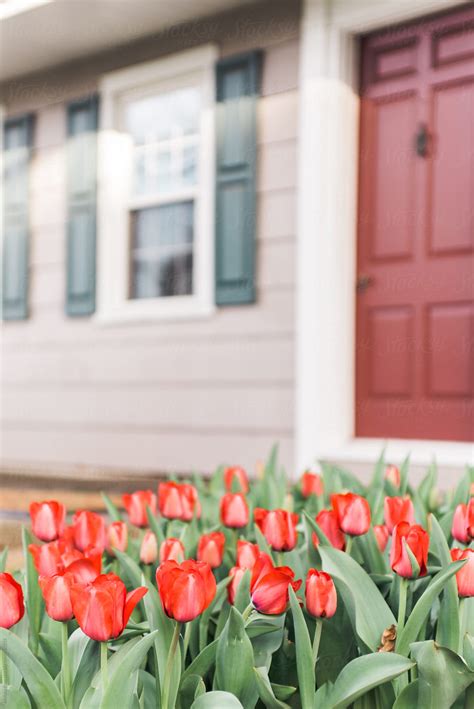 "Bed Of Red Tulips" by Stocksy Contributor "Melissa Ross" - Stocksy