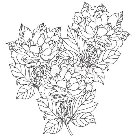 Peony Bouquet Vector Coloring Book Page For Adults Hand Drawn