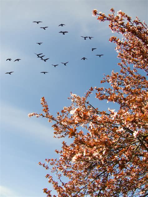 Free Images Tree Nature Branch Blossom Plant Sky Sunlight Leaf