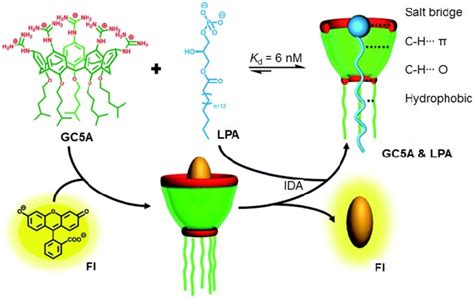 Schematic Illustration Of The Binding Between Lpa And Gc5a And The Download Scientific Diagram