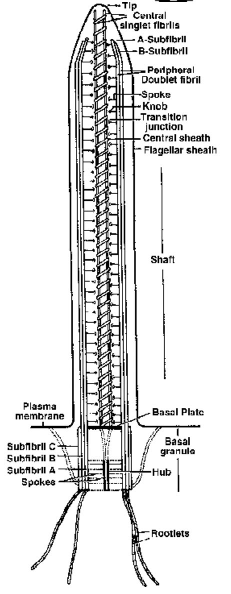 CILIA AND FLAGELLA