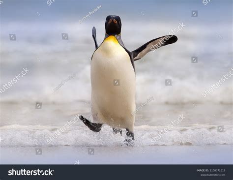 255,588 Penguin Images, Stock Photos & Vectors | Shutterstock