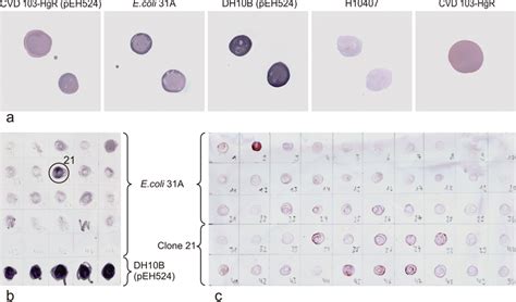 Dot Blot Assays Of Cs31a A Dot Blot Assay Showing The Reactivity Of