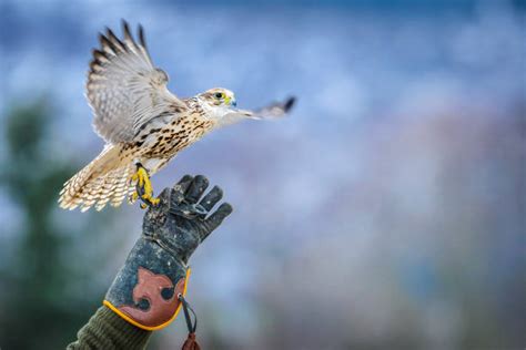 2,400+ Peregrine Falcon Flying Stock Photos, Pictures & Royalty-Free ...