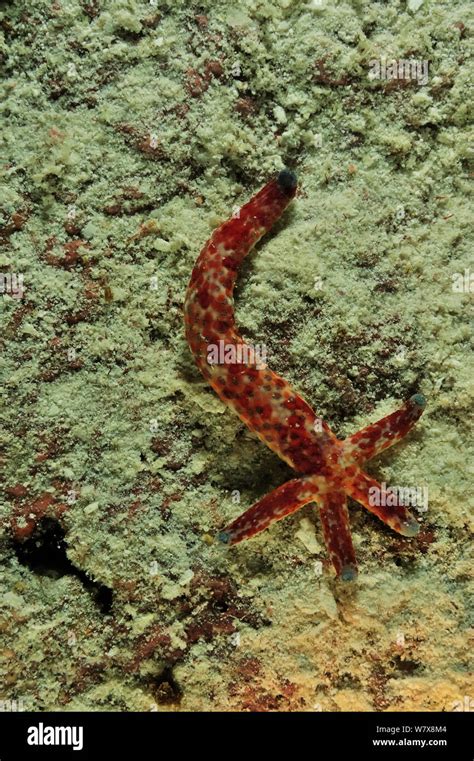 Comet Star Fish Hi Res Stock Photography And Images Alamy