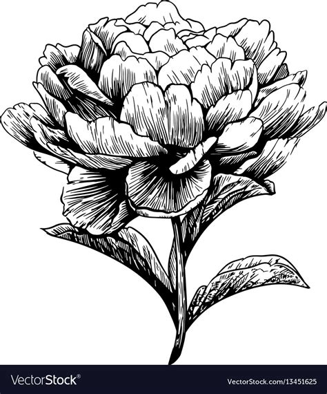 Peony Flower Drawing Engraving Royalty Free Vector Image