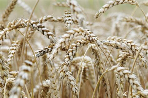 Banco De Imagens Natureza Milharal Malte Gr O De Alimentos Dinkel