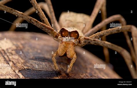 Ogre faced spider hi-res stock photography and images - Alamy