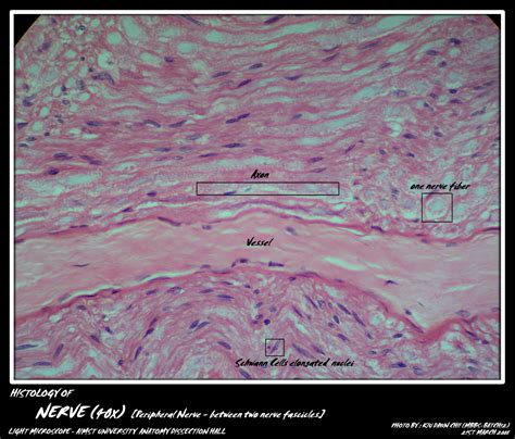 Nerve Fibers Histology