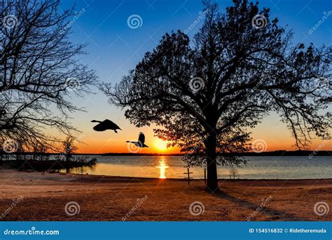 Geese Flying at Sunset stock photo. Image of outdoors - 154516832