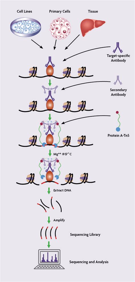 Comprehensive Guide to Understanding and Using CUT&Tag Assays