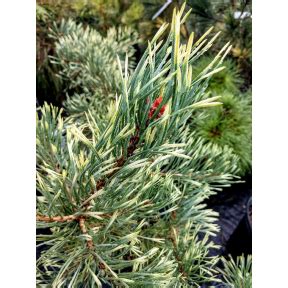 Pinus Sylvestris Inverleith Inverleith Scotch Pine Broken Arrow Nursery