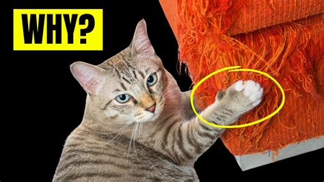 Odd Cat Behaviors Explained Rd Is Surprising Youtube