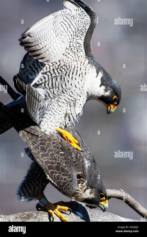 Falcons Hi Res Stock Photography And Images Alamy