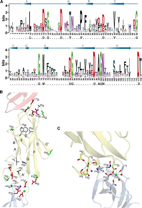 Structural Insight Into The Giant Ca Binding Adhesin Siie