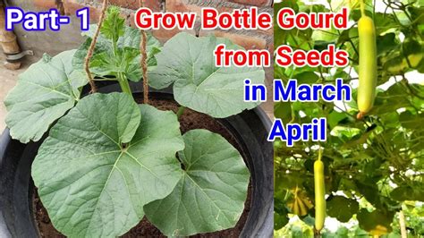 How To Grow Bottle Gourd From Seeds In Pots At Home Bottle Gourd Grow From Seeds Bottle