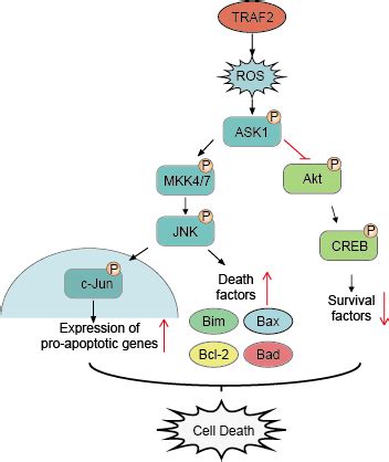 JNK Signaling Pathway Creative Diagnostics